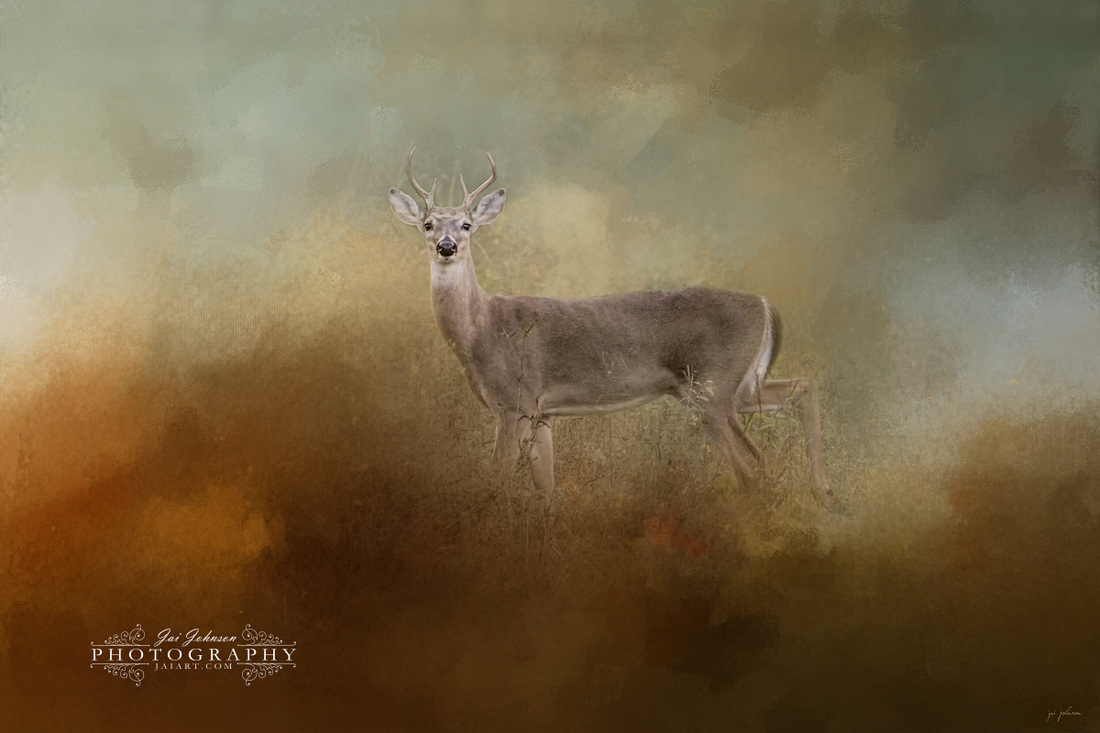 Old Master - White Tailed Buck