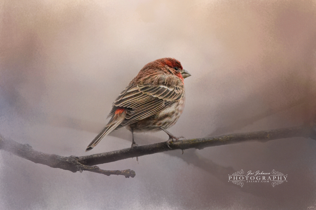House Finch in January