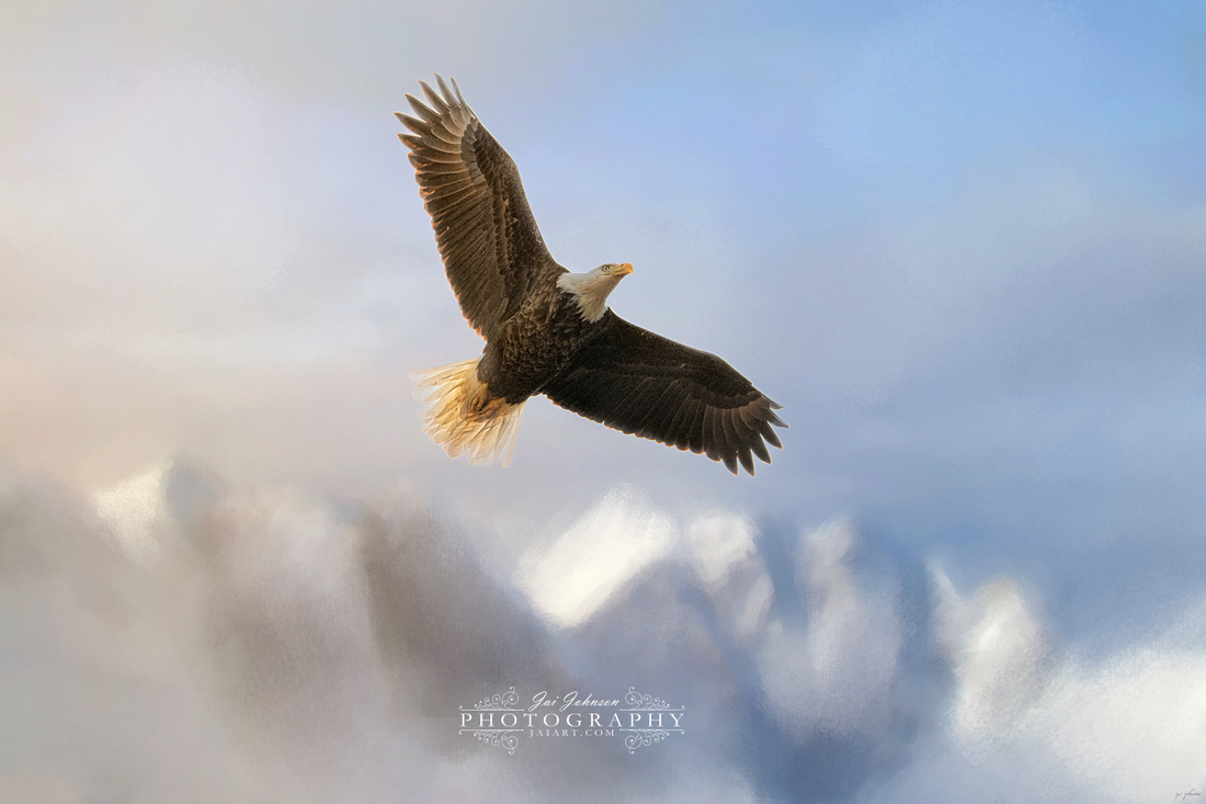 Rise Above - Bald Eagle Art
