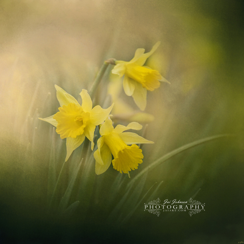 A Spring Morning Welcome Daffodil Flower Art