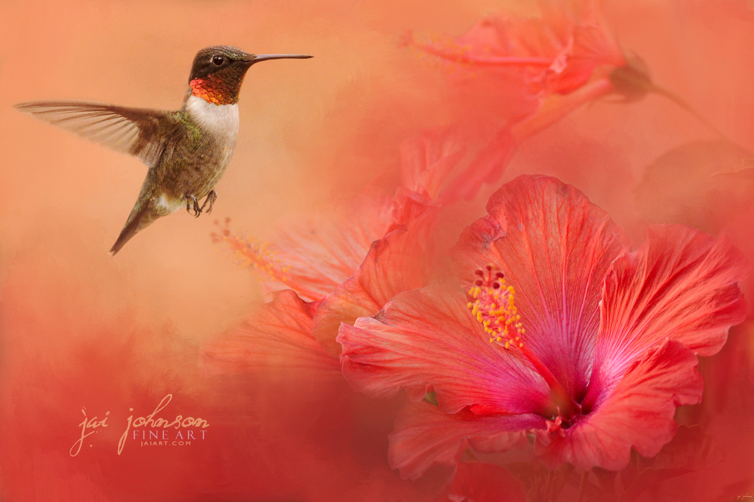Hummingbird and Peach Hibiscus Art