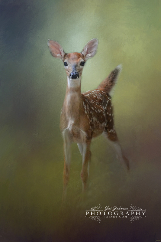 Fawn In The Forest - White Tailed Deer Art