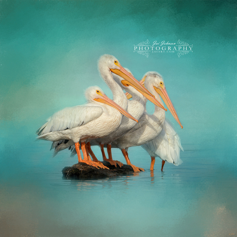We Are Family - White Pelicans Ocean Art