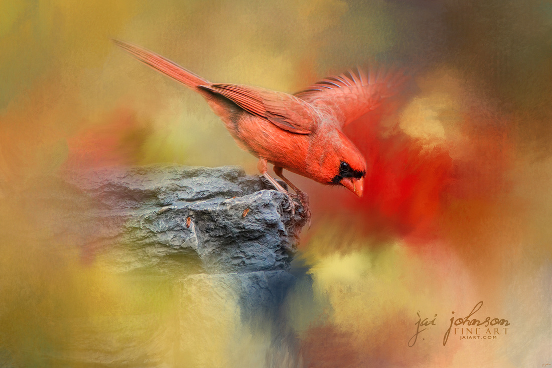 Dive In - Cardinal Songbird Art