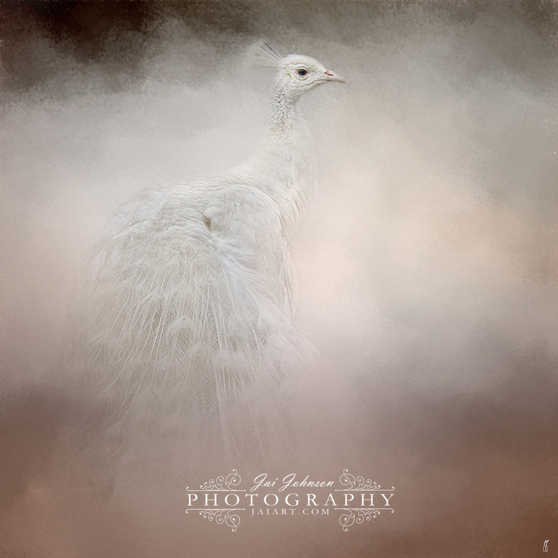 Purity - White Peacock