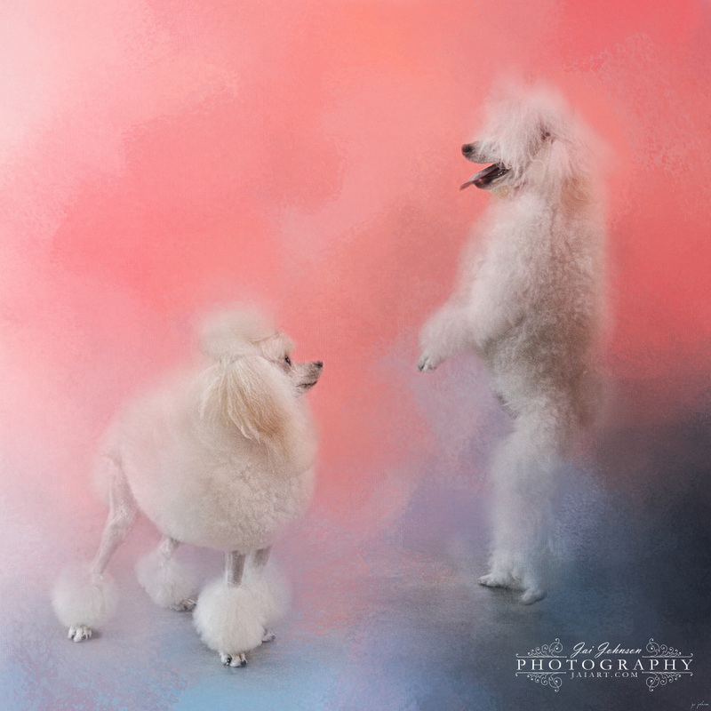 Dance With Me - Poodle Art