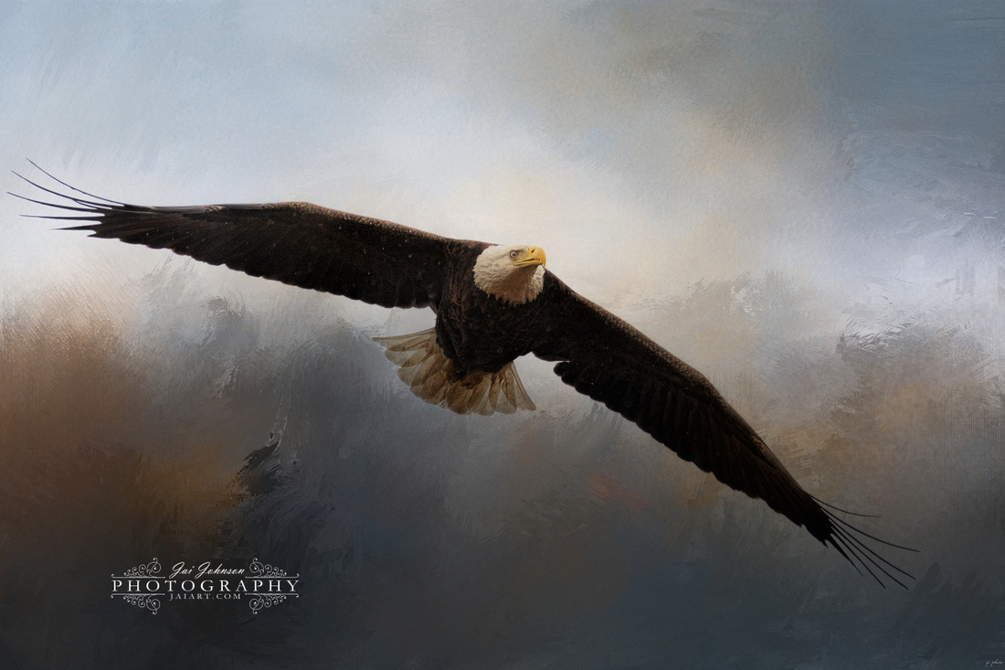 In The Midst Of The Storm - Bald Eagle Art