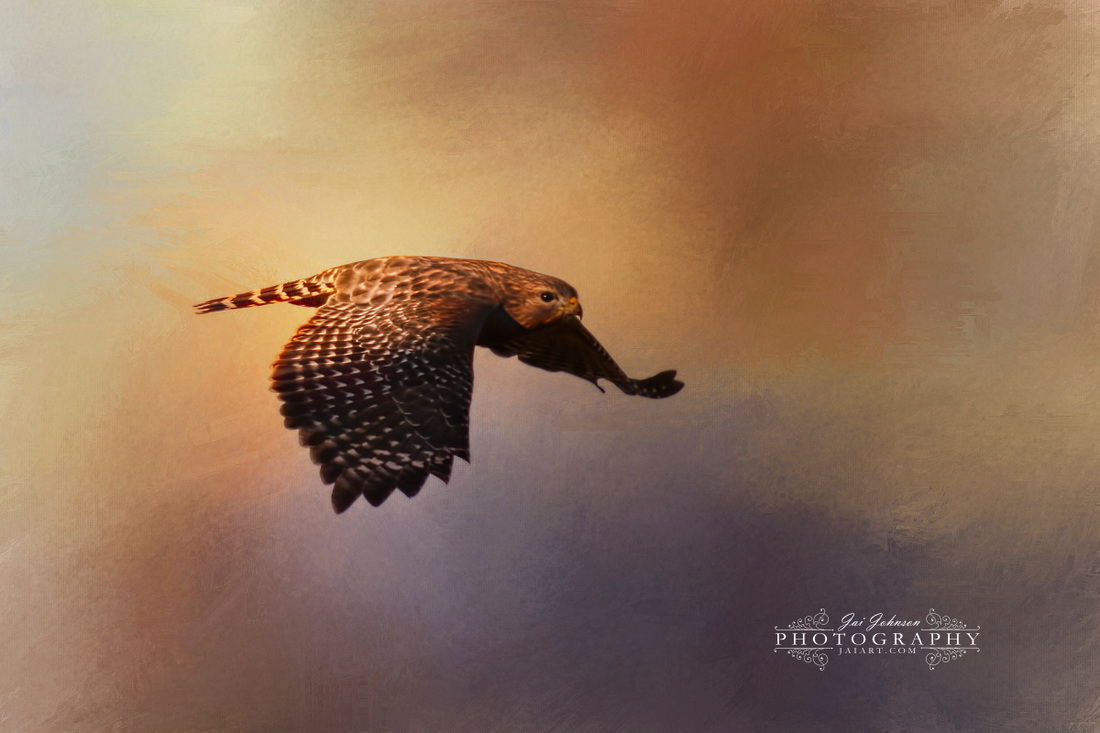 Coming In For The Evening - Hawk Art