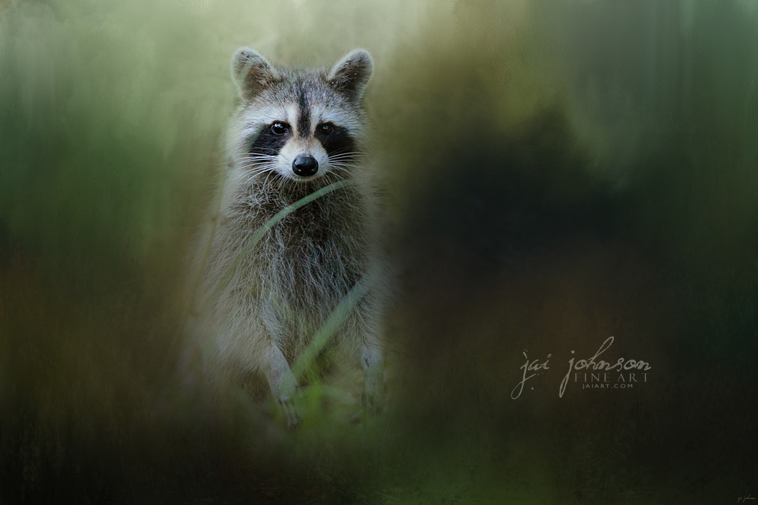 Little Bandit - Raccoon Art