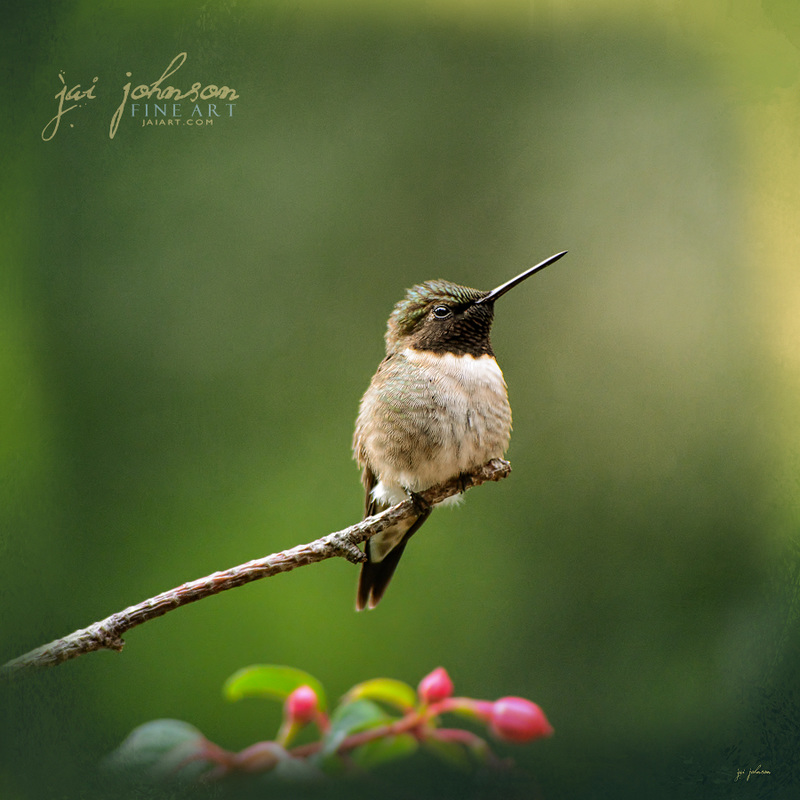 Hummingbird In The Garden - Bird Art