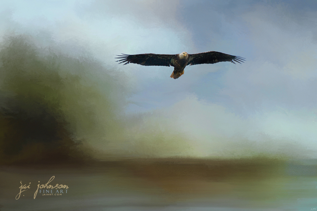 Juvenile Eagle At The Lake - Eagle Art
