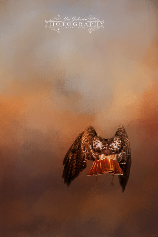 After The Prey - Red Tailed Hawk Art