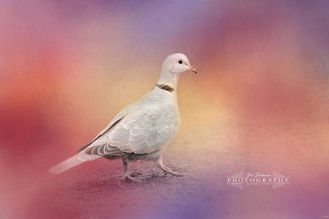 Spring Eurasian Collared Dove