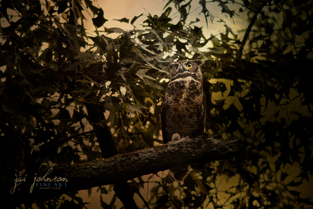 Night of the Owl 3