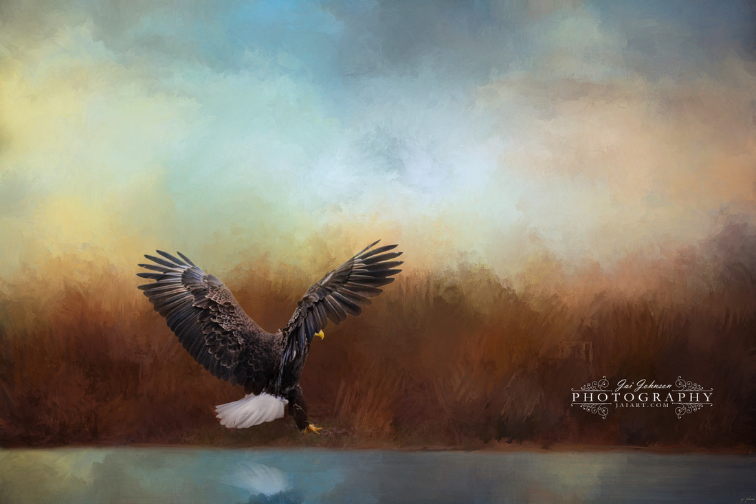 Eagle Hunting In The Marsh