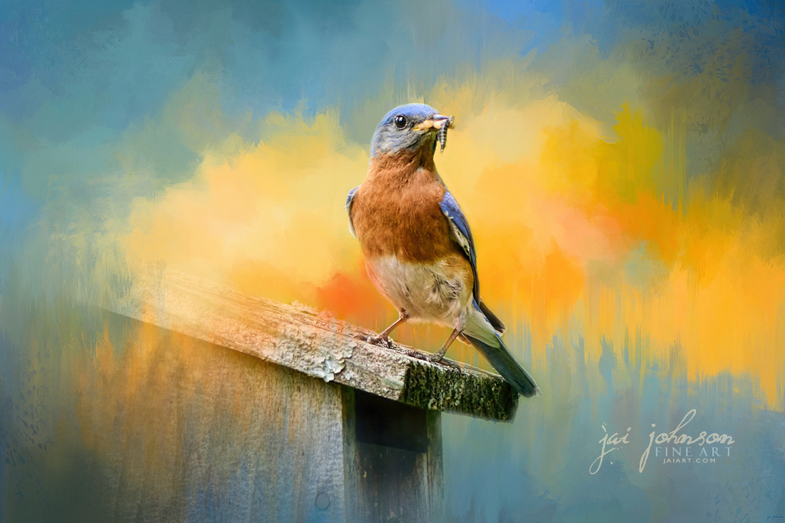 Bluebird Mealtime - Bluebird Art