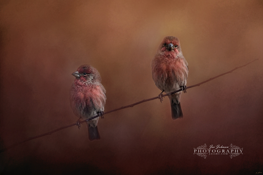 Pair of Finches