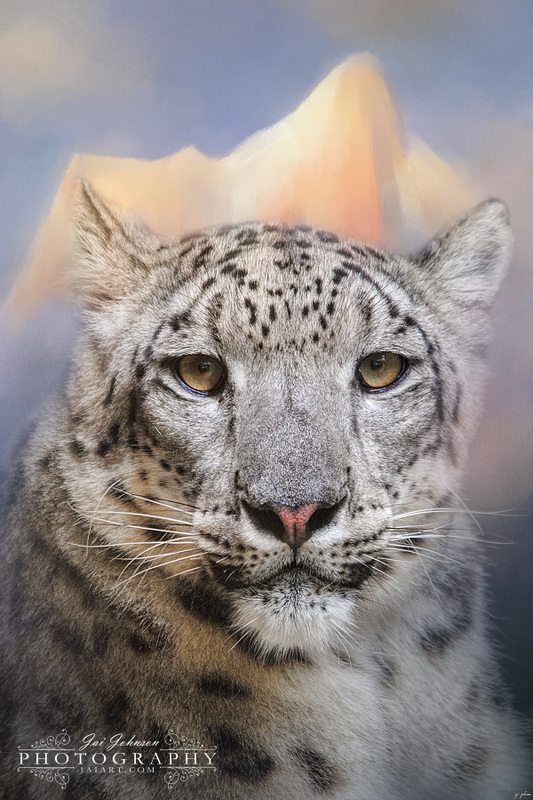 Snow Leopard At The Mountain