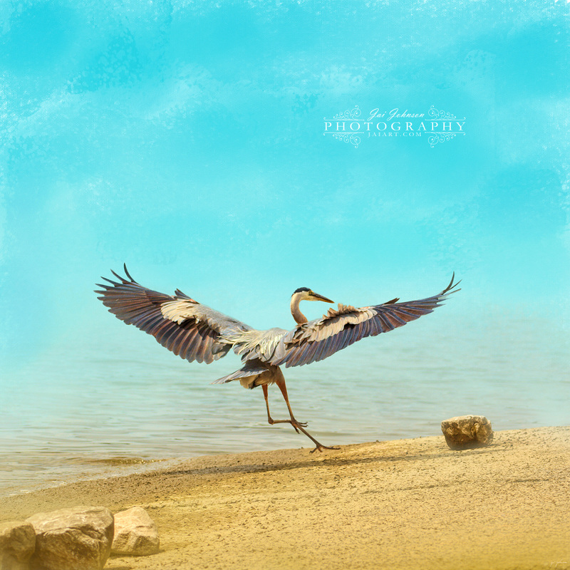 Beach Dancing Blue Heron