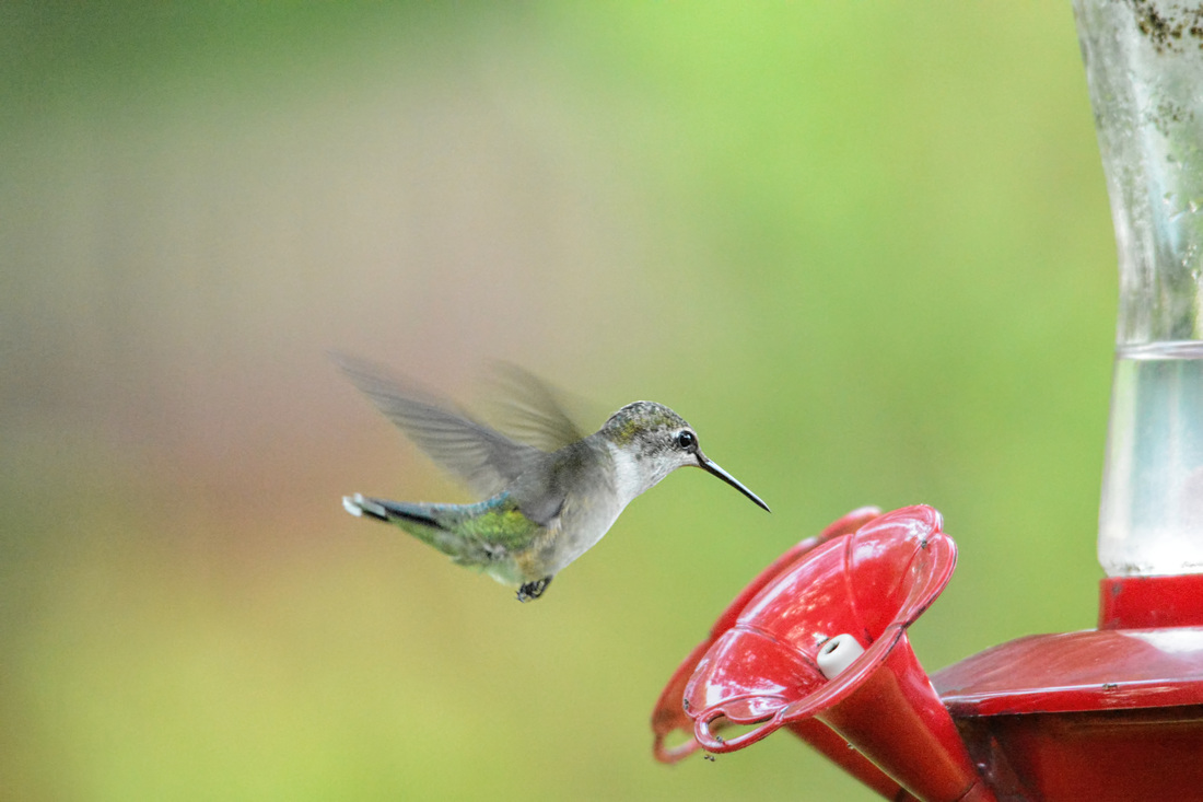 Free Hummingbird Photo