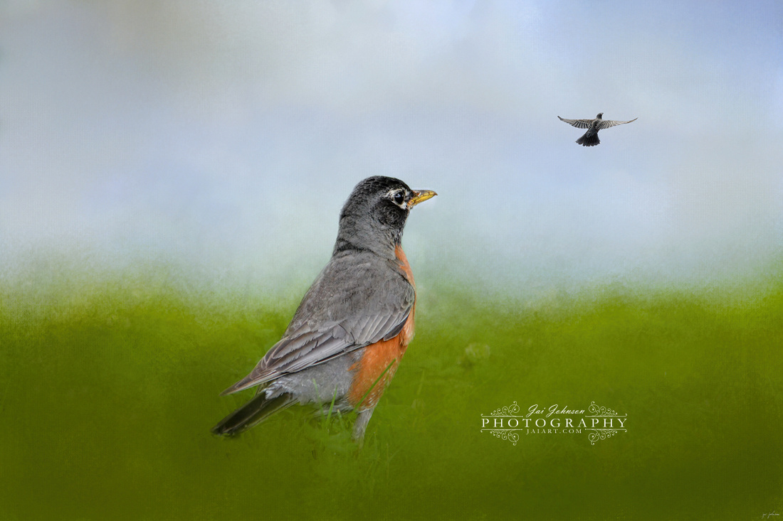 Robin In The Field Bird Art
