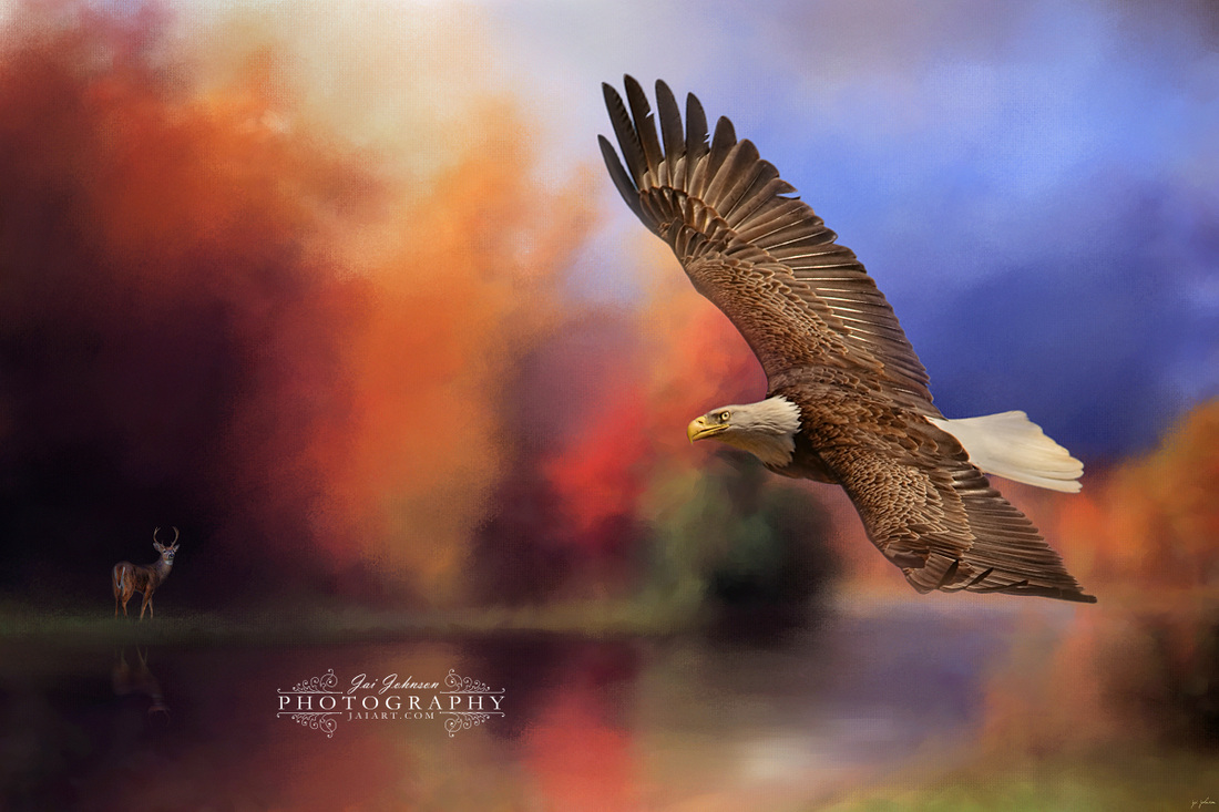 Fall Flight - Bald Eagle