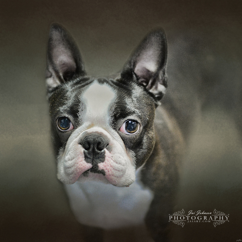The Face Of The Boston - Boston Terrier Art