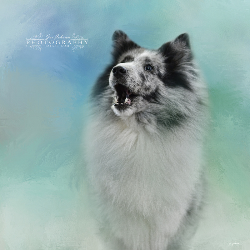 Something To Say - Bi Blue Shetland Sheepdog Art