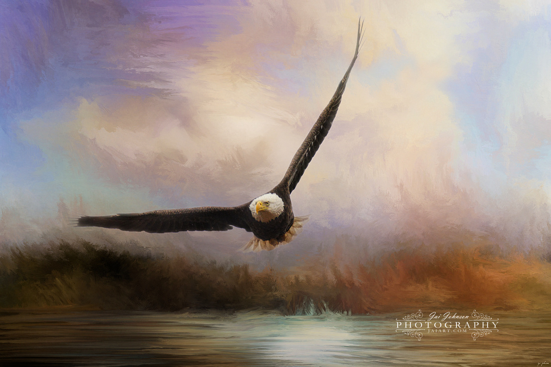Eagle In The Marsh