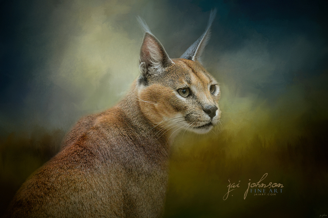 Tufted Ears - Caracal Wildcat Art
