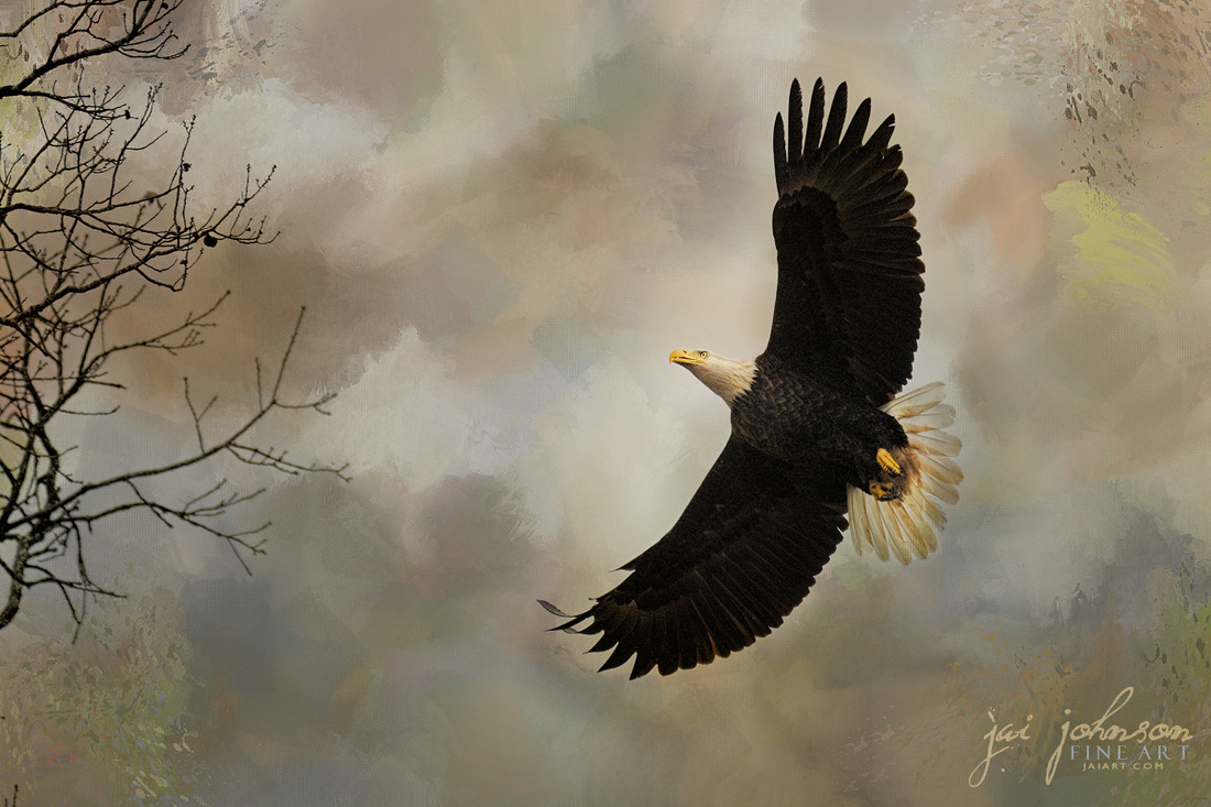 After The Intruder - Bald Eagle Art