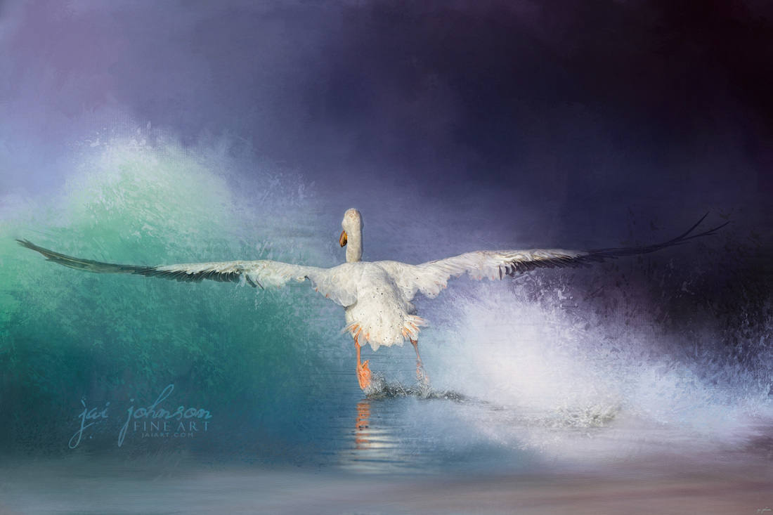 Head On - White Pelican Ocean Art