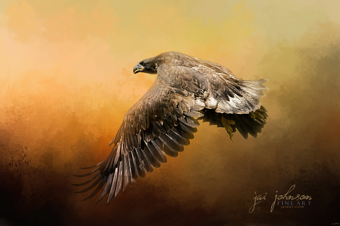 First Flight - Bald Eagle Art