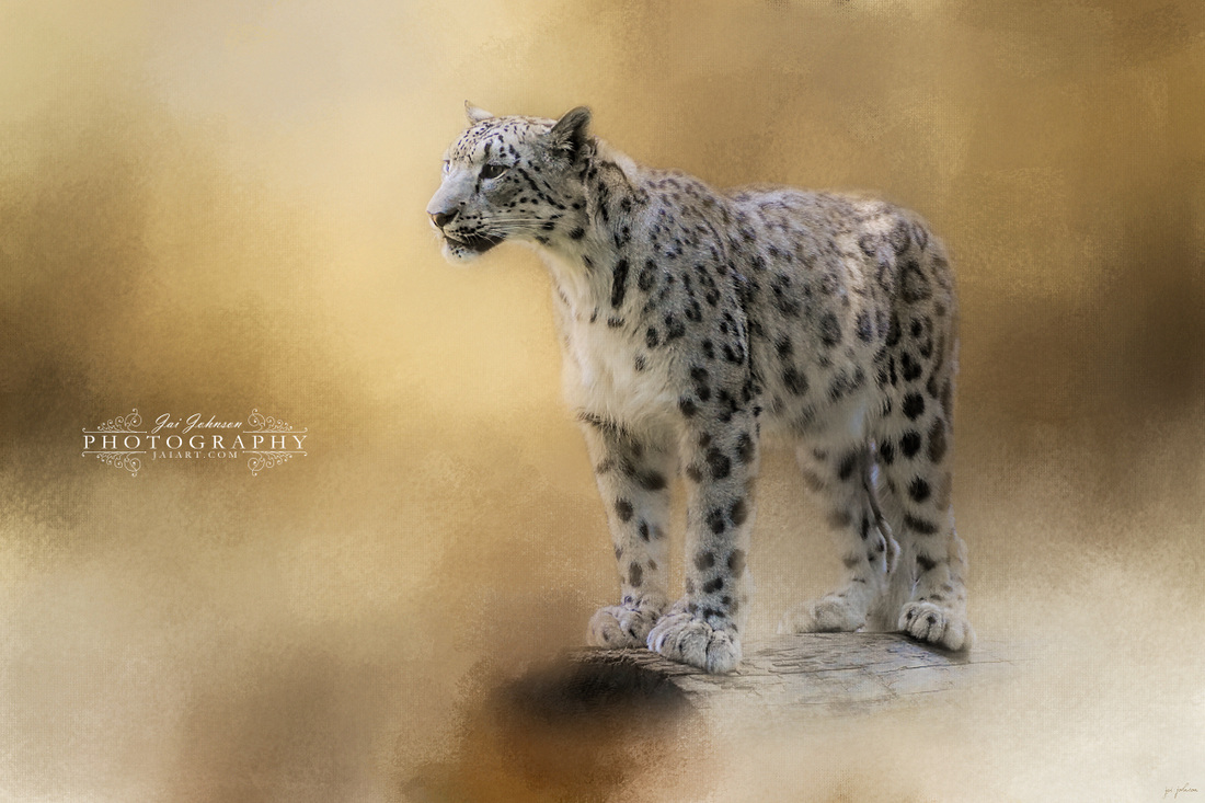 Snow Leopard Art