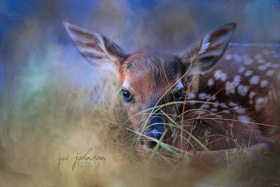 The First Fawn