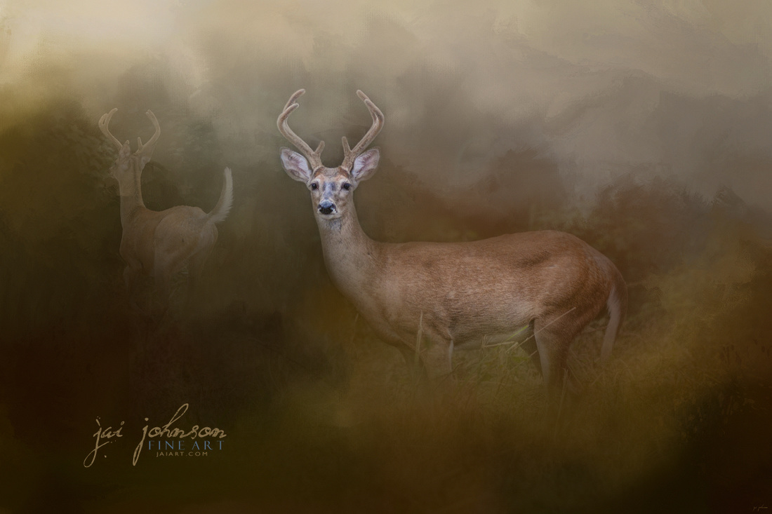 Bucks In August - White Tailed Deer Art
