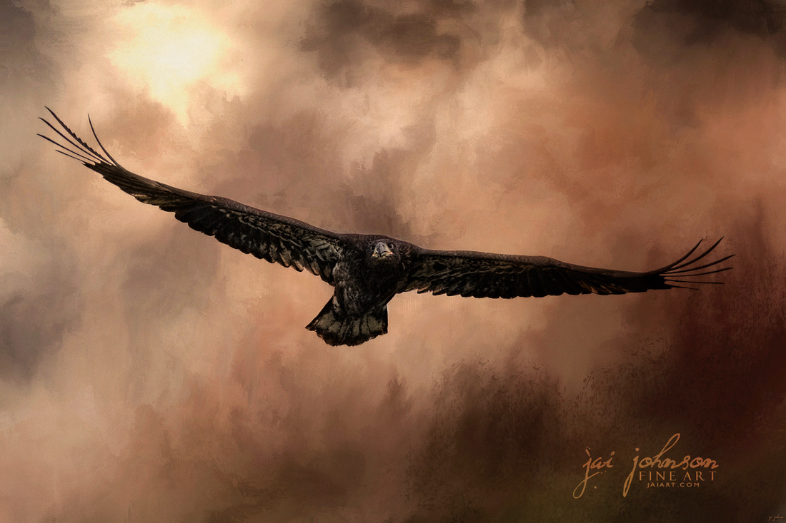 Juvenile Bald Eagle In The Sepia Sky