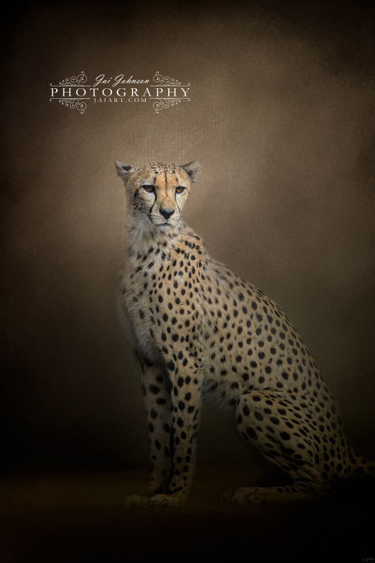 The Elegant Cheetah Wildcat Art