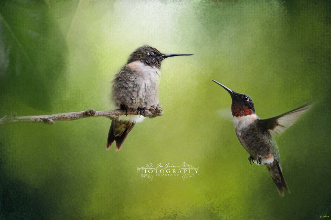 Wake Up Call - Hummingbird Art