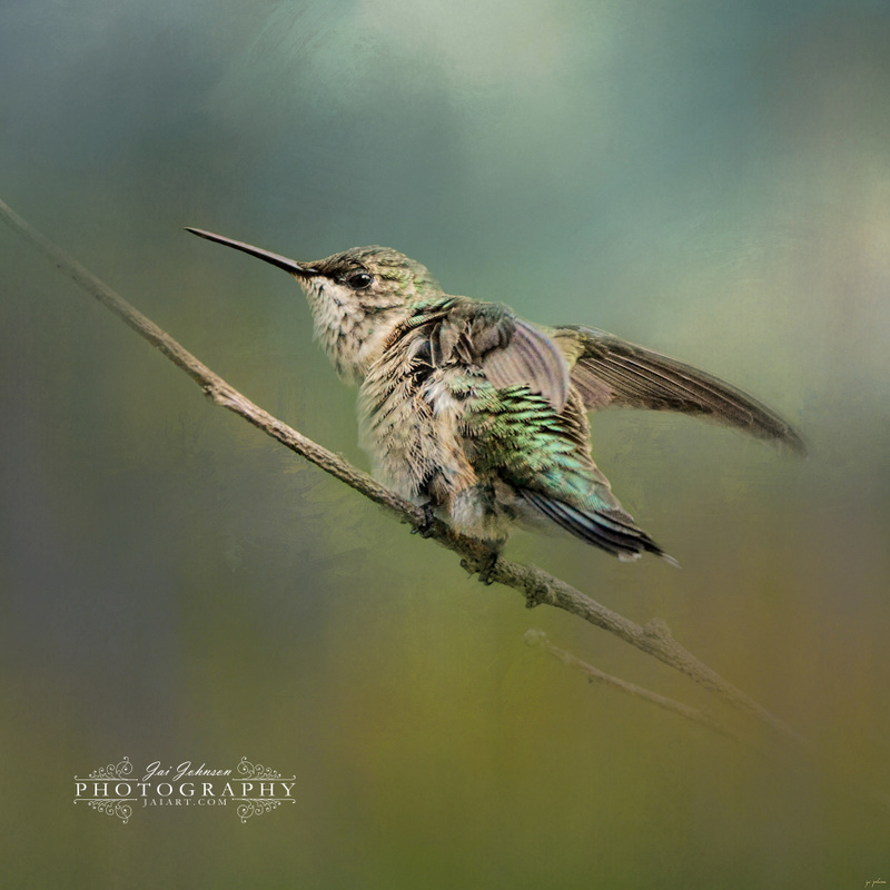 Spring Storm Hummingbird