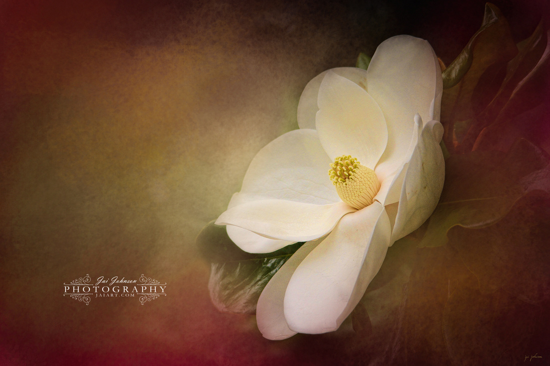 Magnolia in Bloom 1
