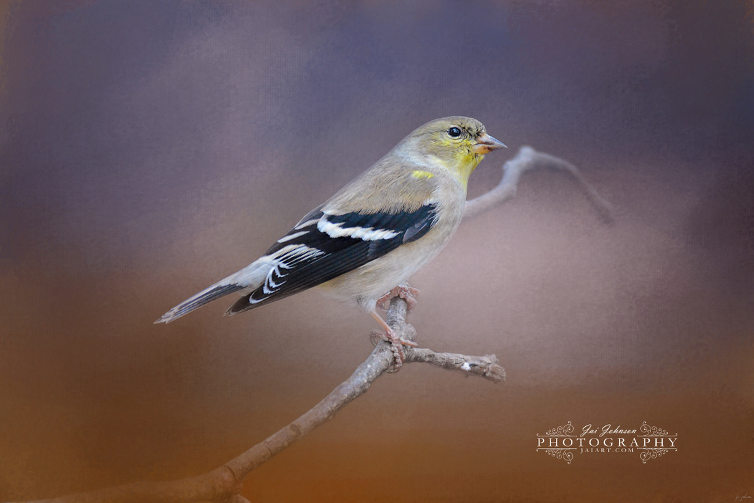 Goldfinch In The Light Bird Art