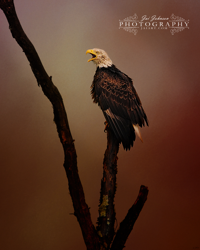 After The Autumn Storm - Bald Eagle Art