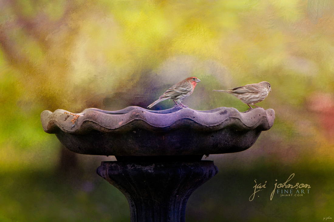 Finches On The Bird Bath