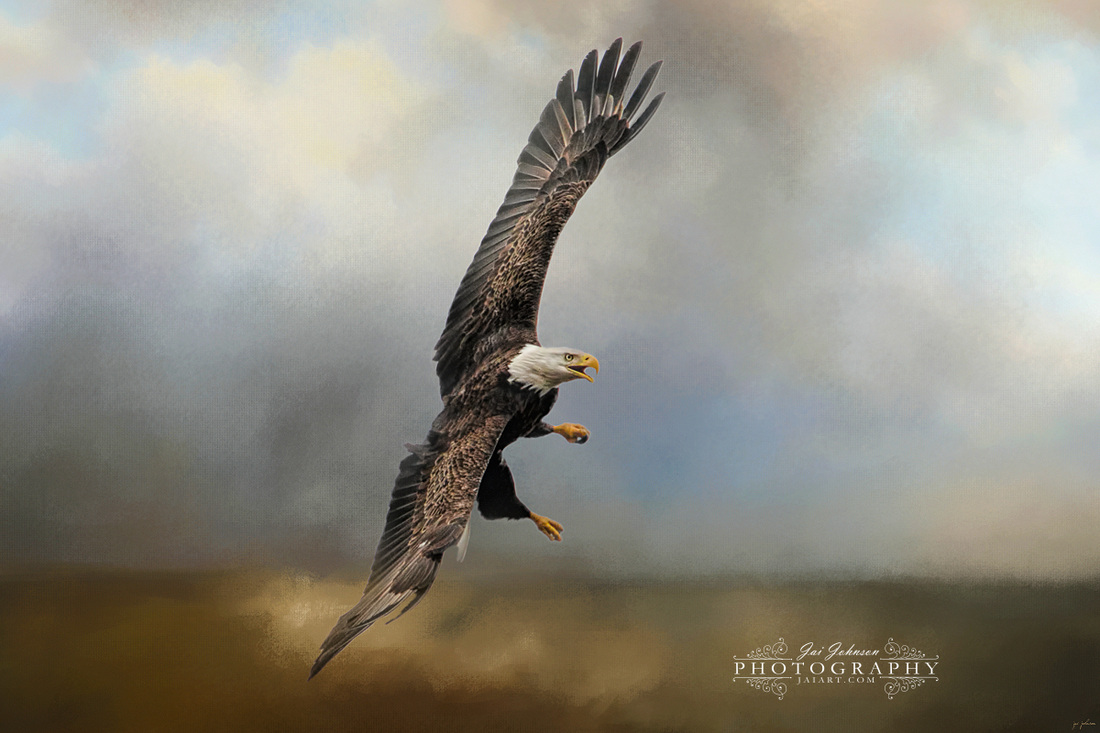 Up Against The Storm - Bald Eagle Art