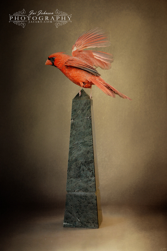 Dancing on Marble - Cardinal Bird Art
