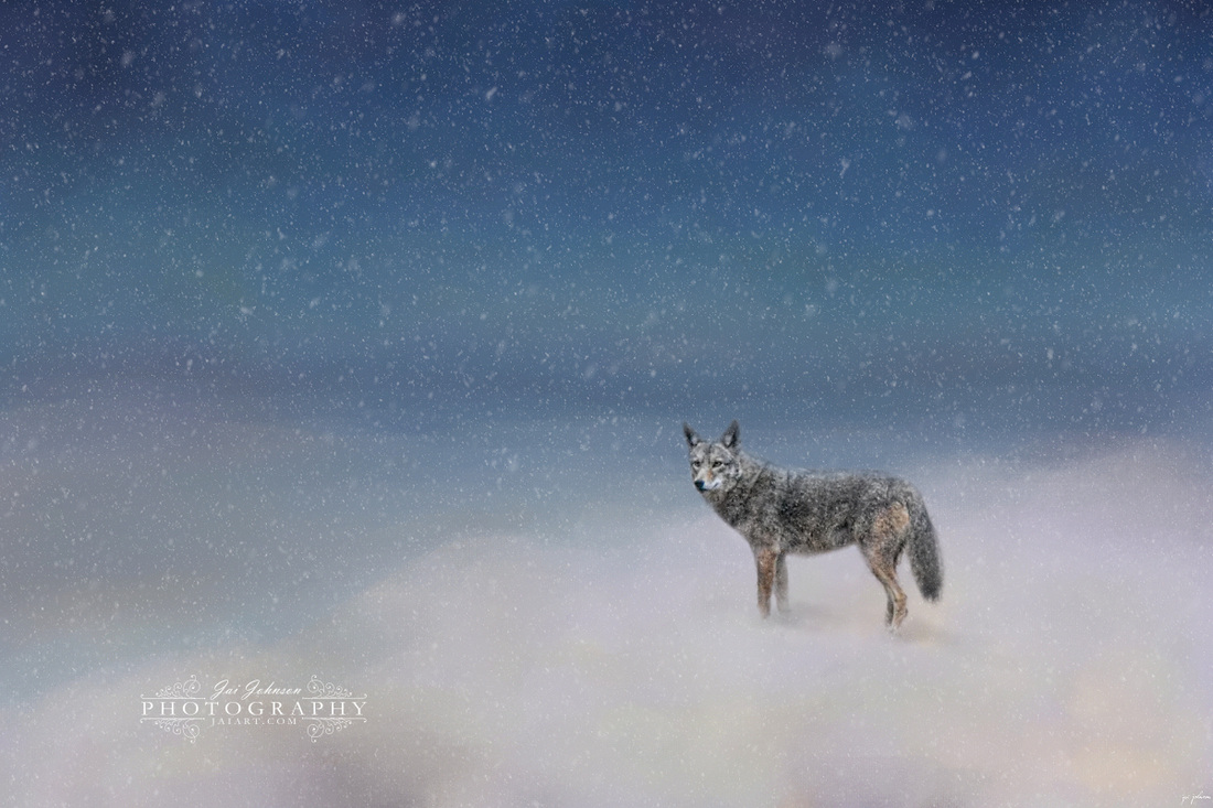 Coyote In Winter