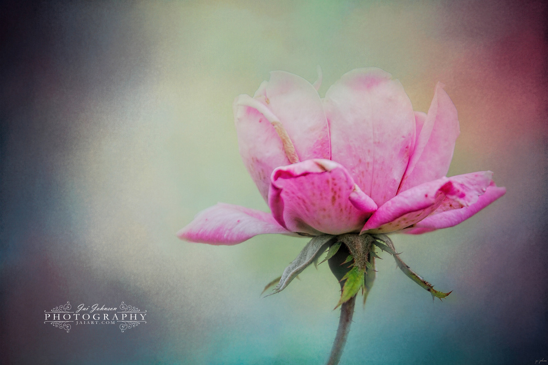 The Last Pink Rose Floral Art
