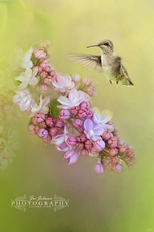 Chasing Lilacs - Hummingbird Art