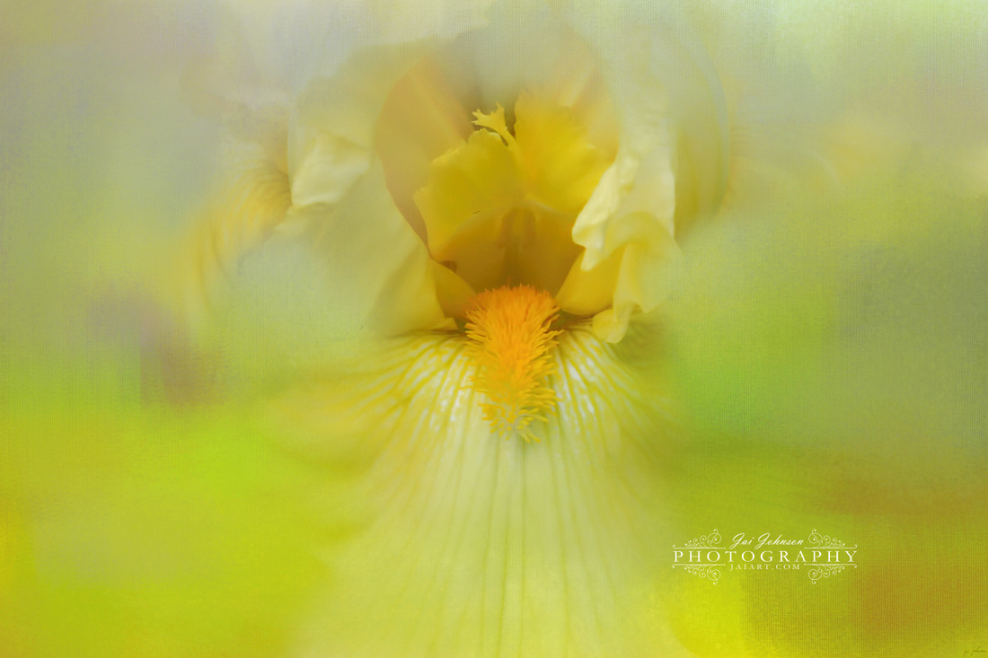 Iris In Lime Flower Art